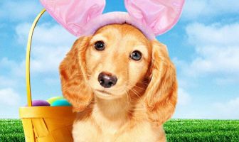 An Easter Bunny Puppy