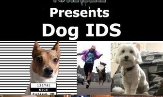 Icizzle Presents Dog IDS