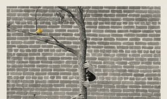 Дикие канарейки