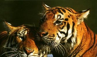 Земля тигров