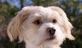 Хороший мальчик