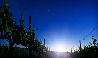 Napa Valley Dreams