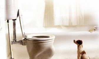 Мой пёс Скип