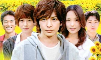 Поздно расцветший подсолнух