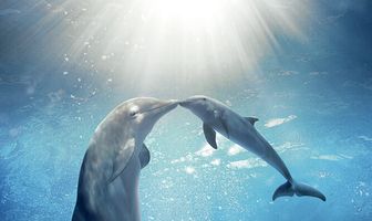 История дельфина 2