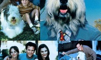 Лохматый пес