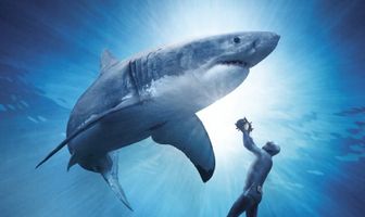 Great White Shark