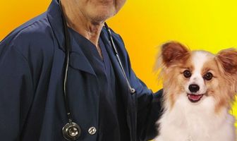 Night Vet