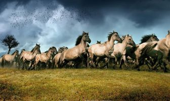 Новая дикая природа