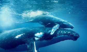 Дэвид Аттенборо: Океан