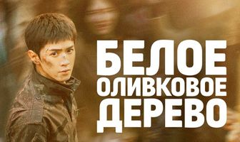 Белое оливковое дерево