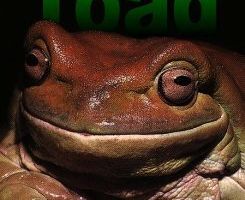 Deep Toad