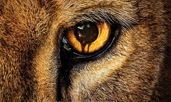 Зоо-апокалипсис