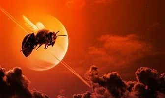 Queen of the Bees