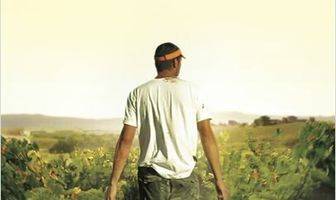 Vendanges