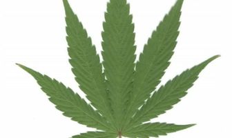 The Weed Show: Love Letters to Mary Jane