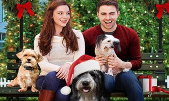 A Dogwalker's Christmas Tale