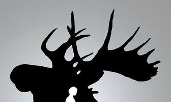 Moose