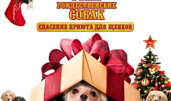 12 рождественских собак