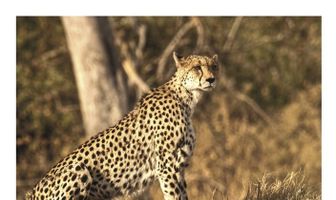 Cheetah: The Price of Speed