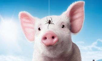 Паутина Шарлотты