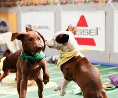 Puppy Bowl XI