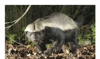 Ultimate Honey Badger