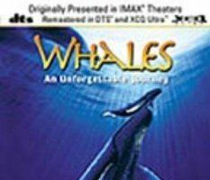 Whales: An Unforgettable Journey
