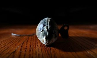 Mousie