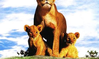 Львиная семейка