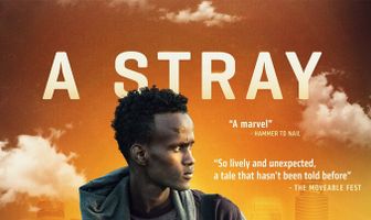A Stray