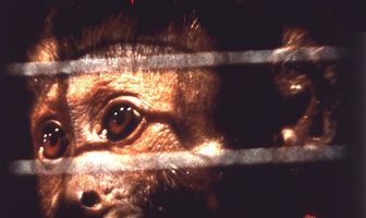 Обезьяна-убийца