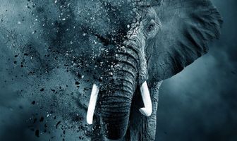 Игра цвета слоновой кости