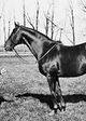 Man o' War