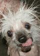 Rascal The World's Ugliest Dog