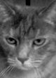 Lizzie the Cat