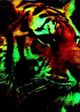 MacroTiger