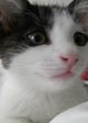 Sophia The Cat