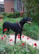 Alice the dog Thompson
