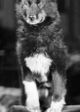 Balto