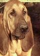 Rufus