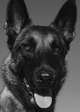Dita The Hair Missile Dog