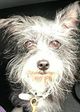 Mannix The Dog