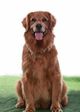 Serena the Wonder Dog