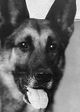Strongheart the Dog